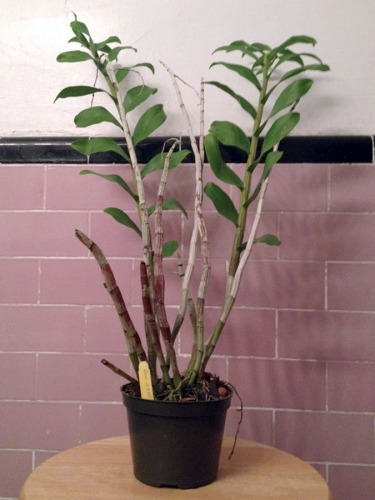 Dendrobium amethystoglossum 1
