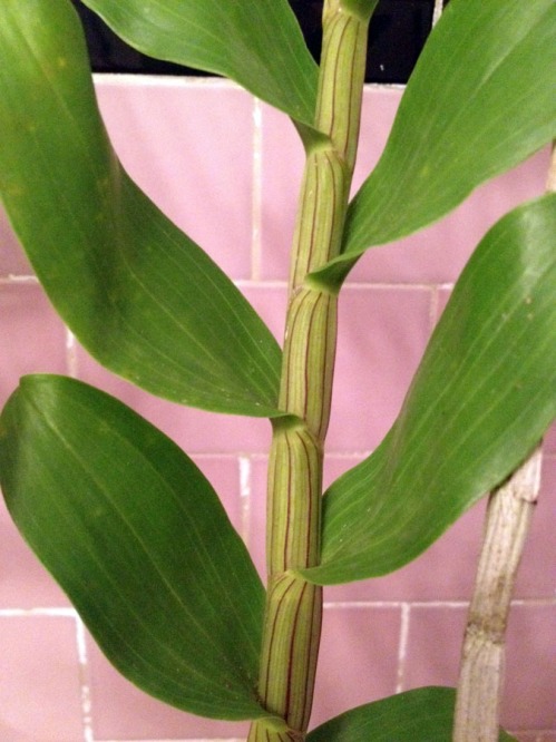 Dendrobium amethystoglossum 2