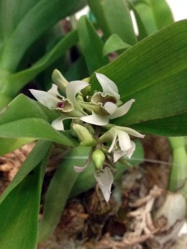 Dendrobium peguanum 2