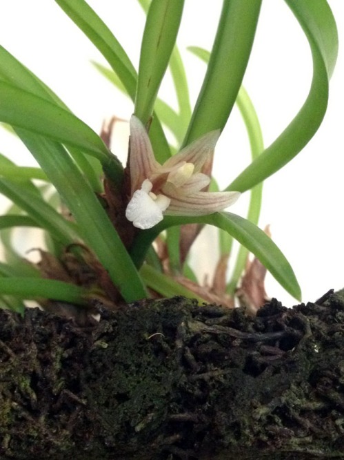 Maxillaria uncata 2