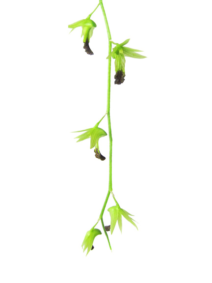 Dendrobium-hemimelanoglossum 1