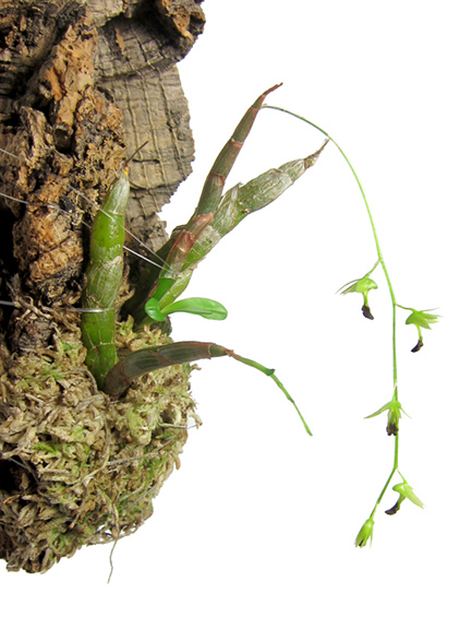 Dendrobium-hemimelanoglossum-2